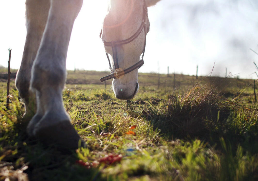 ABJ Equine Practice